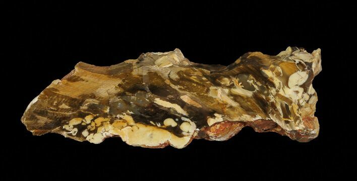 Slab of Fossilized Peanut Wood - Australia #65615